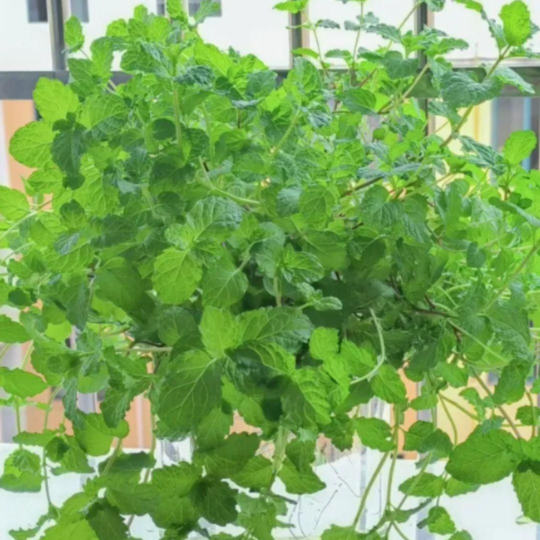 The Latest Ornamental And Edible Mint Varieties