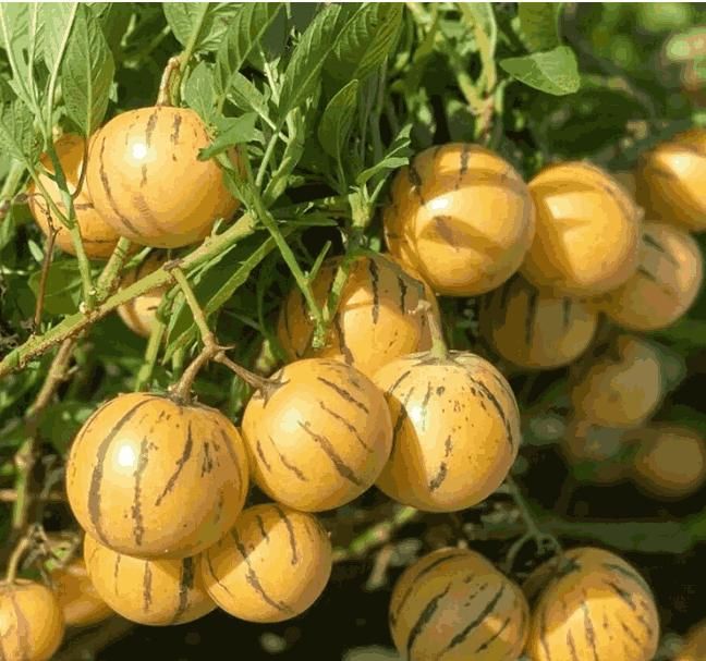 Ginseng Fruit Seeds