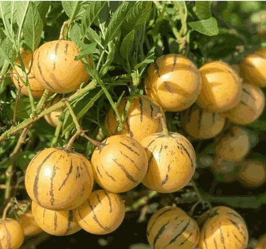 Ginseng Fruit Seeds