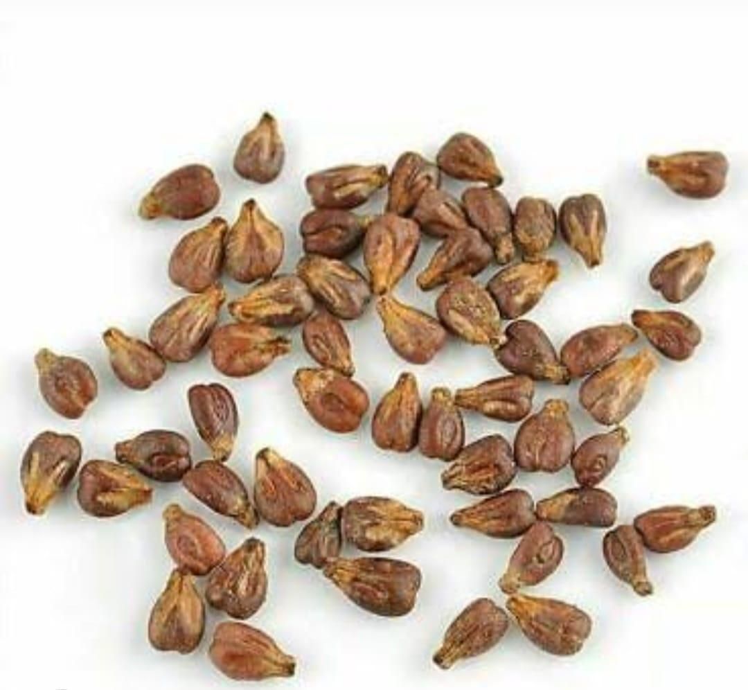 Black Grapes Hybrid Seeds