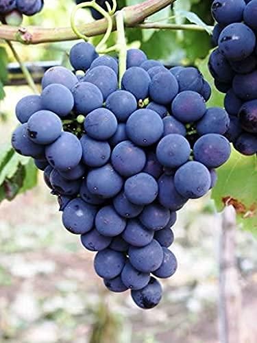 Black Grapes Hybrid Seeds