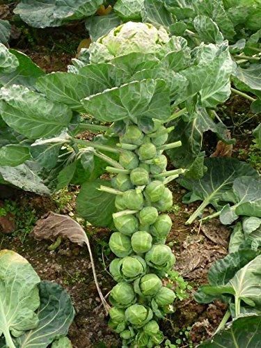 Nema organic brussels sprouts seeds